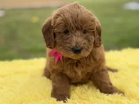 Penny , a female Miniature Goldendoodle for sale in Mayfield, KY – Photo 6 of 10