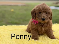 Penny , a female Miniature Goldendoodle for sale in Mayfield, KY – Photo 1 of 10