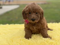 Penny , a female Miniature Goldendoodle for sale in Mayfield, KY – Photo 3 of 10