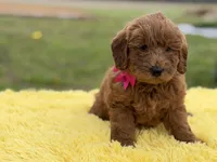 Penny , a female Miniature Goldendoodle for sale in Mayfield, KY – Photo 4 of 10