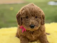 Penny , a female Miniature Goldendoodle for sale in Mayfield, KY – Photo 5 of 10