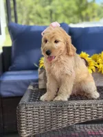 Diva, a female Goldendoodle for sale in Mayfield, KY – 10 of 10