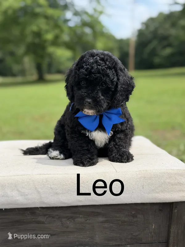 Leo – Miniature Bernedoodle puppy for sale in Mayfield, KY
