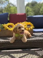 Bucky, a male Miniature Goldendoodle for sale in Mayfield, KY – 7 of 9