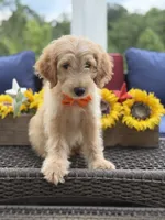 Alex, a male Miniature Goldendoodle for sale in Mayfield, KY – 3 of 10