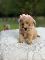 Cookie , a female Miniature Goldendoodle for sale in Mayfield, KY – 8 of 10