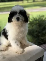 BO , a male Miniature Goldendoodle for sale in Mayfield, KY – 4 of 10