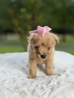 Cookie , a female Miniature Goldendoodle for sale in Mayfield, KY – 10 of 10