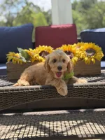 Bucky, a male Miniature Goldendoodle for sale in Mayfield, KY – 8 of 9