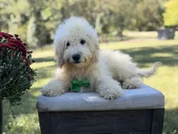 Buddy , a male Miniature Goldendoodle for sale in Mayfield, KY – 9 of 10