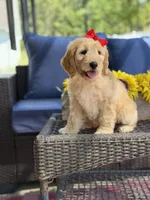 Dolly , a female Goldendoodle for sale in Mayfield, KY – 3 of 10