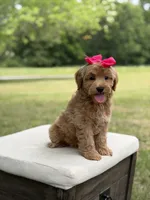 Winnie , a female Miniature Goldendoodle for sale in Mayfield, KY – 2 of 10