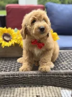 Aiden, a male Miniature Goldendoodle for sale in Mayfield, KY – 5 of 10