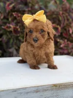 Lucy, a female Miniature Goldendoodle for sale in Mayfield, KY – 7 of 10