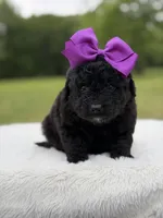 Gina, a female Miniature Bernedoodle for sale in Mayfield, KY – 3 of 7