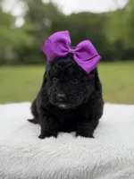 Gina, a female Miniature Bernedoodle for sale in Mayfield, KY – 4 of 7