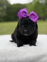 Gina, a female Miniature Bernedoodle for sale in Mayfield, KY – 6 of 7