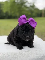 Gina, a female Miniature Bernedoodle for sale in Mayfield, KY – 7 of 7