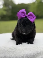 Gina, a female Miniature Bernedoodle for sale in Mayfield, KY – 5 of 7