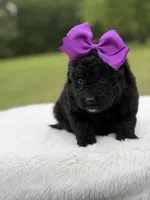 Gina, a female Miniature Bernedoodle for sale in Mayfield, KY – 2 of 7