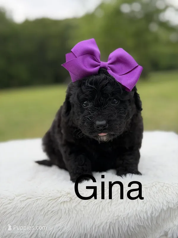 Gina – Miniature Bernedoodle puppy for sale in Mayfield, KY