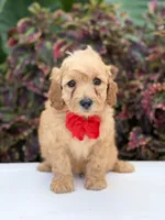 Lance, a male Miniature Goldendoodle for sale in Mayfield, KY – 2 of 10