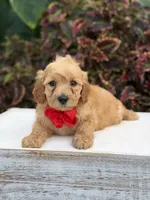 Lance, a male Miniature Goldendoodle for sale in Mayfield, KY – 7 of 10
