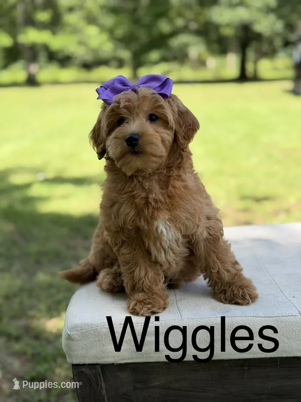 Wiggles – Miniature Goldendoodle puppy on hold in Mayfield, KY
