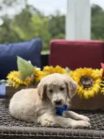 Anthony, a male Miniature Goldendoodle for sale in Mayfield, KY – 7 of 10