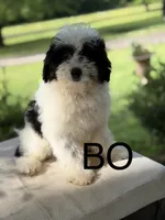 BO , a male Miniature Goldendoodle for sale in Mayfield, KY – 1 of 10