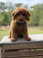 Blue , a male Miniature Goldendoodle for sale in Mayfield, KY – 5 of 9
