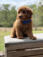 Blue , a male Miniature Goldendoodle for sale in Mayfield, KY – 2 of 9