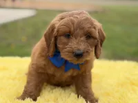 Blue , a male Miniature Goldendoodle for sale in Mayfield, KY – Photo 2 of 10