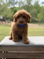 Blue , a male Miniature Goldendoodle for sale in Mayfield, KY – 6 of 9
