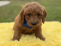 Blue , a male Miniature Goldendoodle for sale in Mayfield, KY – Photo 6 of 10