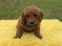 Blue , a male Miniature Goldendoodle for sale in Mayfield, KY – Photo 3 of 10