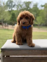Blue , a male Miniature Goldendoodle for sale in Mayfield, KY – 3 of 9