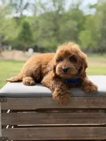 Blue , a male Miniature Goldendoodle for sale in Mayfield, KY – 7 of 9