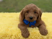 Blue , a male Miniature Goldendoodle for sale in Mayfield, KY – Photo 8 of 10