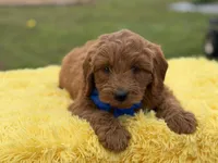 Blue , a male Miniature Goldendoodle for sale in Mayfield, KY – Photo 10 of 10