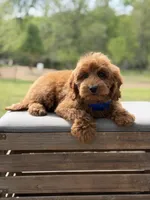 Blue , a male Miniature Goldendoodle for sale in Mayfield, KY – 8 of 9