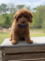 Blue , a male Miniature Goldendoodle for sale in Mayfield, KY – 4 of 9