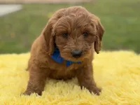Blue , a male Miniature Goldendoodle for sale in Mayfield, KY – Photo 5 of 10