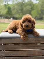Blue , a male Miniature Goldendoodle for sale in Mayfield, KY – 9 of 9