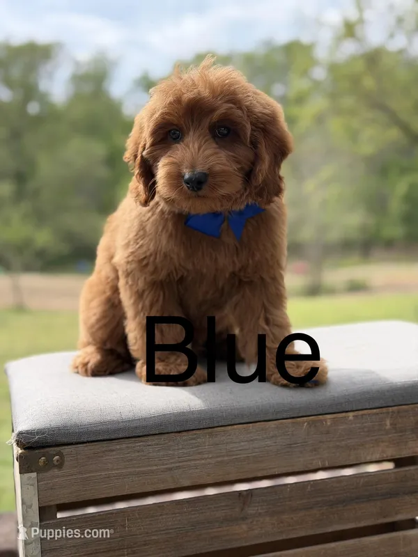 Blue  – Miniature Goldendoodle puppy for sale in Mayfield, KY