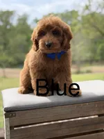 Blue , a male Miniature Goldendoodle for sale in Mayfield, KY – 1 of 9
