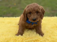 Blue , a male Miniature Goldendoodle for sale in Mayfield, KY – Photo 4 of 10