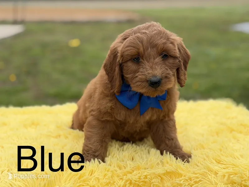 Blue  – Miniature Goldendoodle puppy for sale in Mayfield, KY