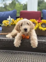 Alex, a male Miniature Goldendoodle for sale in Mayfield, KY – 4 of 10