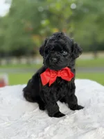 Carter , a male Miniature Goldendoodle for sale in Mayfield, KY – 2 of 10